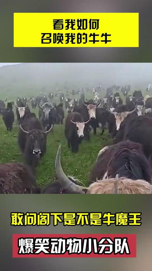 牛牛视频在线观看,畅享在线娱乐新体验